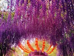 -广东花都香草世界旅游度假区