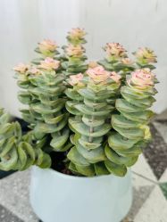 -Fancy梵汐·轻奢量肤定制