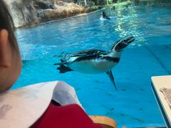 -帝企鹅自助餐厅•儿童岛•真企鹅(长隆企鹅酒店)