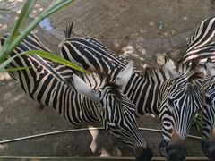 -深圳野生动物园