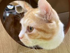 -猫和宫(六道口店)