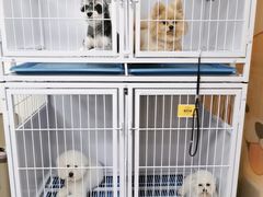 -小尾巴宠物店(万科·金域华庭店)