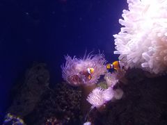 -悉尼海洋生物水族馆