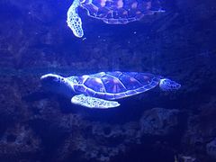 -左海海底世界