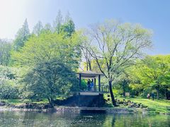 -上海共青森林公园