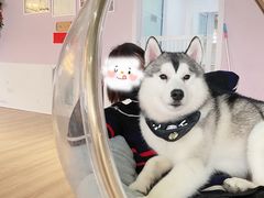 -Husky Go! 哈士奇体验馆·宠物咖啡厅狗咖