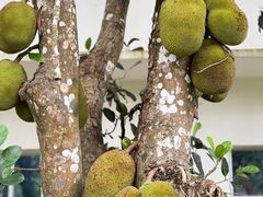 -中国科学院西双版纳热带植物园