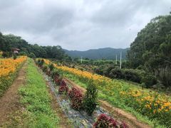 -雁南飞茶田景区