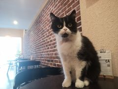 -猫友咖啡店(玉林西路店)