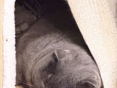 -半岛宠物医院24小时(科华中路店)