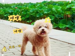 -素心小筑(后沙裕镇店)