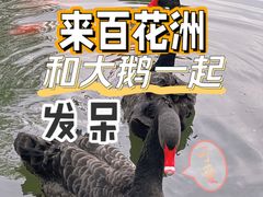 -百花洲