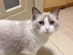 -爱派特动物医院·全科诊疗中心