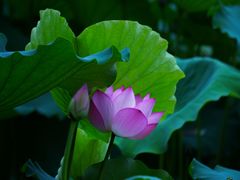 -荔湾湖公园