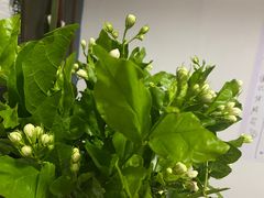 -循礼门鲜花花市(武汉循礼门店)