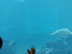 -海棠湾洲际-涛·海底餐厅·美人鱼·自助餐·海底隧道