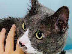 -纳吉亚猫专科动物医院·北北分院