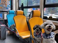 -帕帕拉兹宠物(亚洲旗舰店)