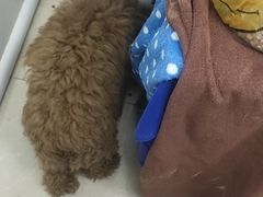 -瑞鹏宠物医院华南总院·夜诊·心脏科·骨科