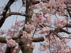 -醍醐寺