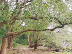 -上海市保健医疗中心