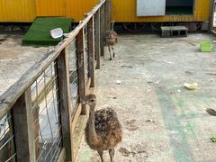 -前小桔亲子创意农场·草莓采摘·露营烧烤