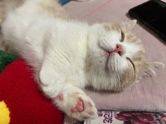 -小猫来了·猫舍(红山六九七九店)