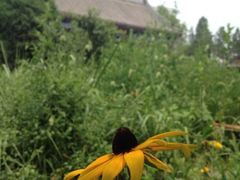 iphone_upload_pic-三义宫