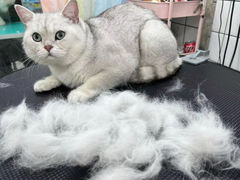 -唐小姐の猫狗洗护·购宠旗舰店(周浦万达店)