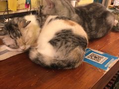 -猫色咖啡·猫咖