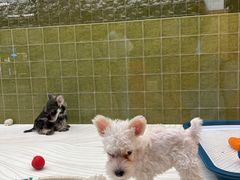 -帕帕拉兹宠物(亚洲旗舰店)