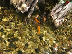 -丰圆轩粤式茶楼 . 点心粤菜(夏茅店)