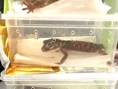 -酷以爬仙阁实体爬宠店·守宫·蜥蜴·专业繁育