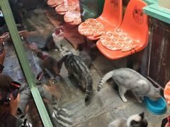 -猫咪博物馆(顶澳仔猫街店)