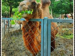 -长白岛森林公园