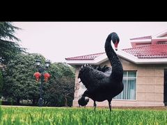 -上海虹桥迎宾馆