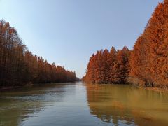 -上海海湾国家森林公园