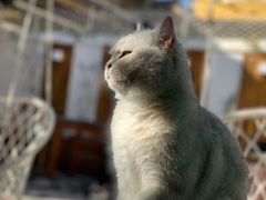 -喵屿·大理花园猫咖