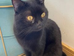 -猫在这儿猫咪咖啡馆·撸猫馆