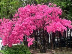 -大可堂普洱茶馆(襄阳南路馆)