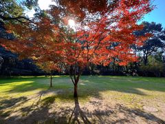 -叶叶菩提·晋福宫