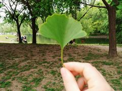 -上海共青森林公园