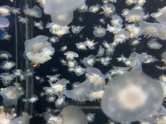 -太平洋海底世界