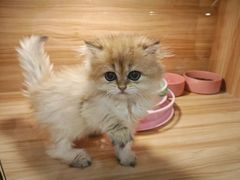 -猫十亿·布偶金渐层·曼基康矮脚猫舍(青年路店)
