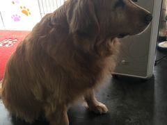 -暖阳宠物医院·犬猫康复中心·骨科