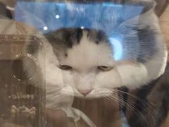 -Mr.Fox狐狸先生超级密室(南山店)