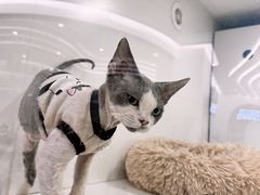 -1013 PET SHOP精品宠物商店(丁香店)