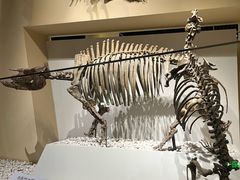 -国家自然博物馆