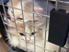 -伟伟宠物医院·瑞派猫友好医院·猫科(光谷店)