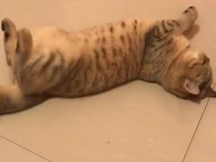 -pd派德宠物中心医院24H急重症·眼科中心·血液透析中心(嵩山北路店)